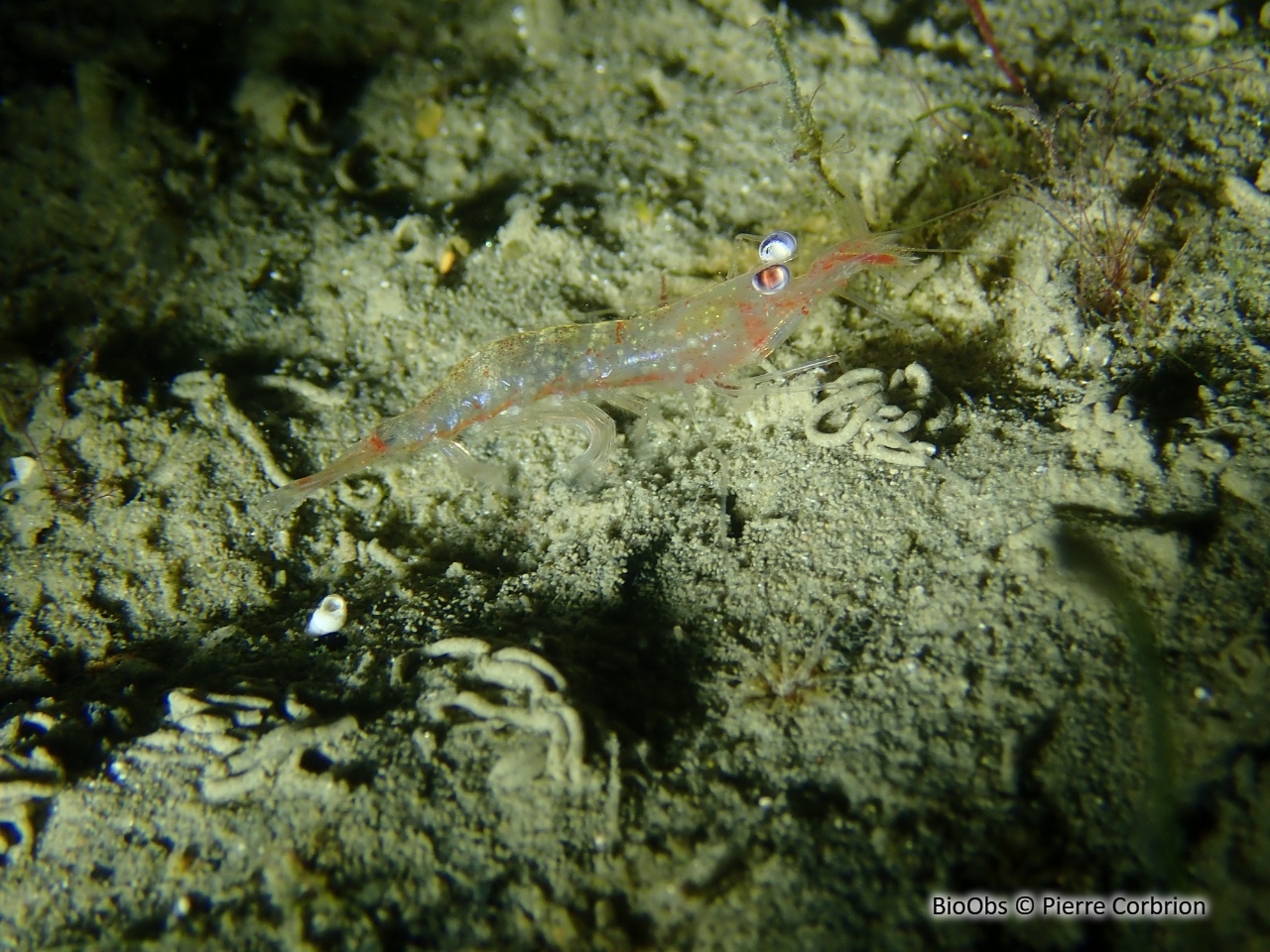 Crevette autruche comestible - Processa edulis edulis - Pierre Corbrion - BioObs