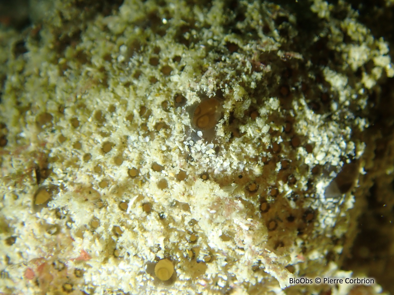Couille d âne - Polyclinum aurantium - Pierre Corbrion - BioObs