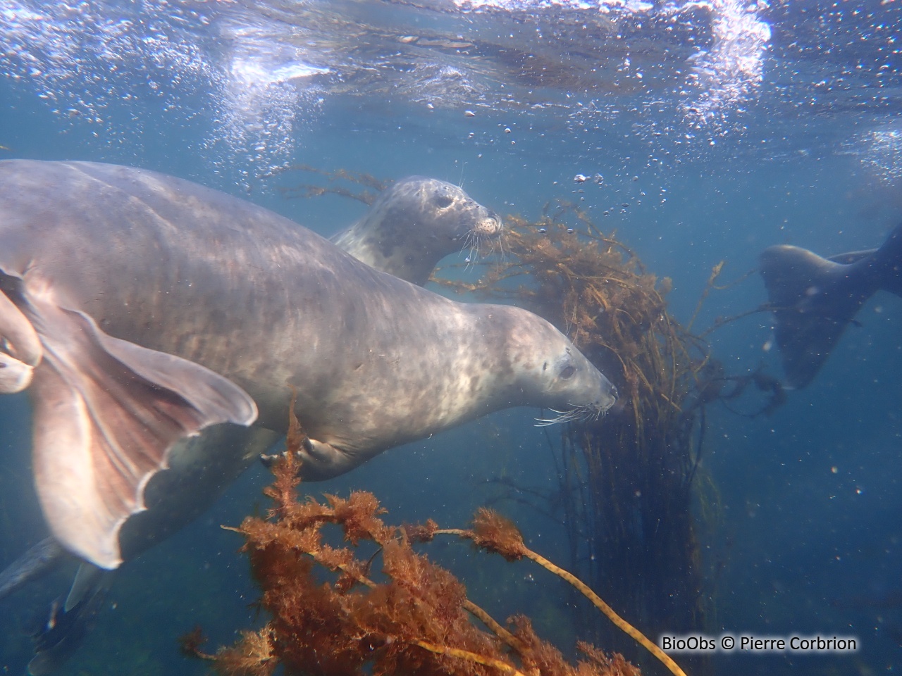 Phoque gris - Halichoerus grypus - Pierre Corbrion - BioObs