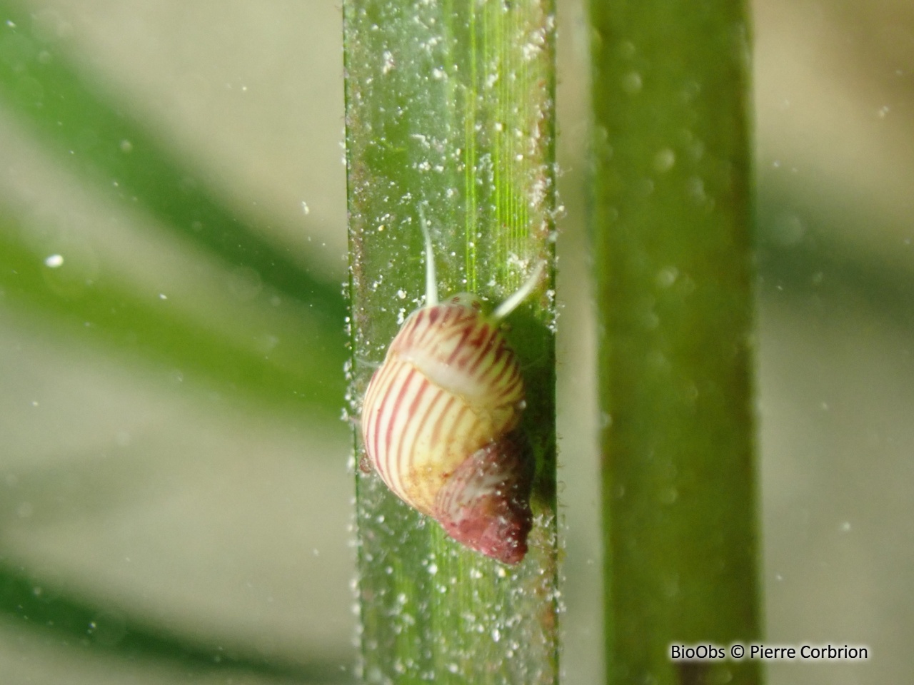 Phasianelle minuscule - Tricolia pullus - Pierre Corbrion - BioObs