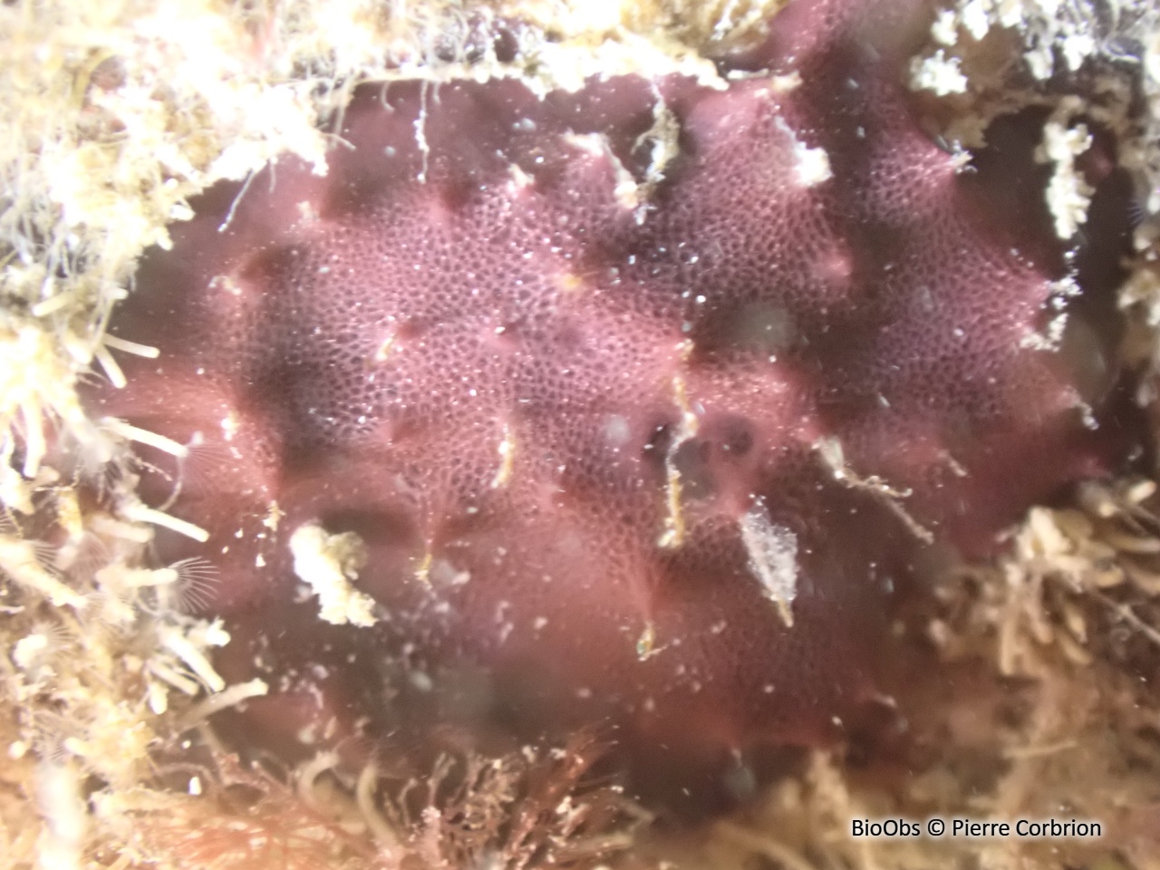 Eponge réticulée violet foncé - Chelonaplysilla noevus - Pierre Corbrion - BioObs