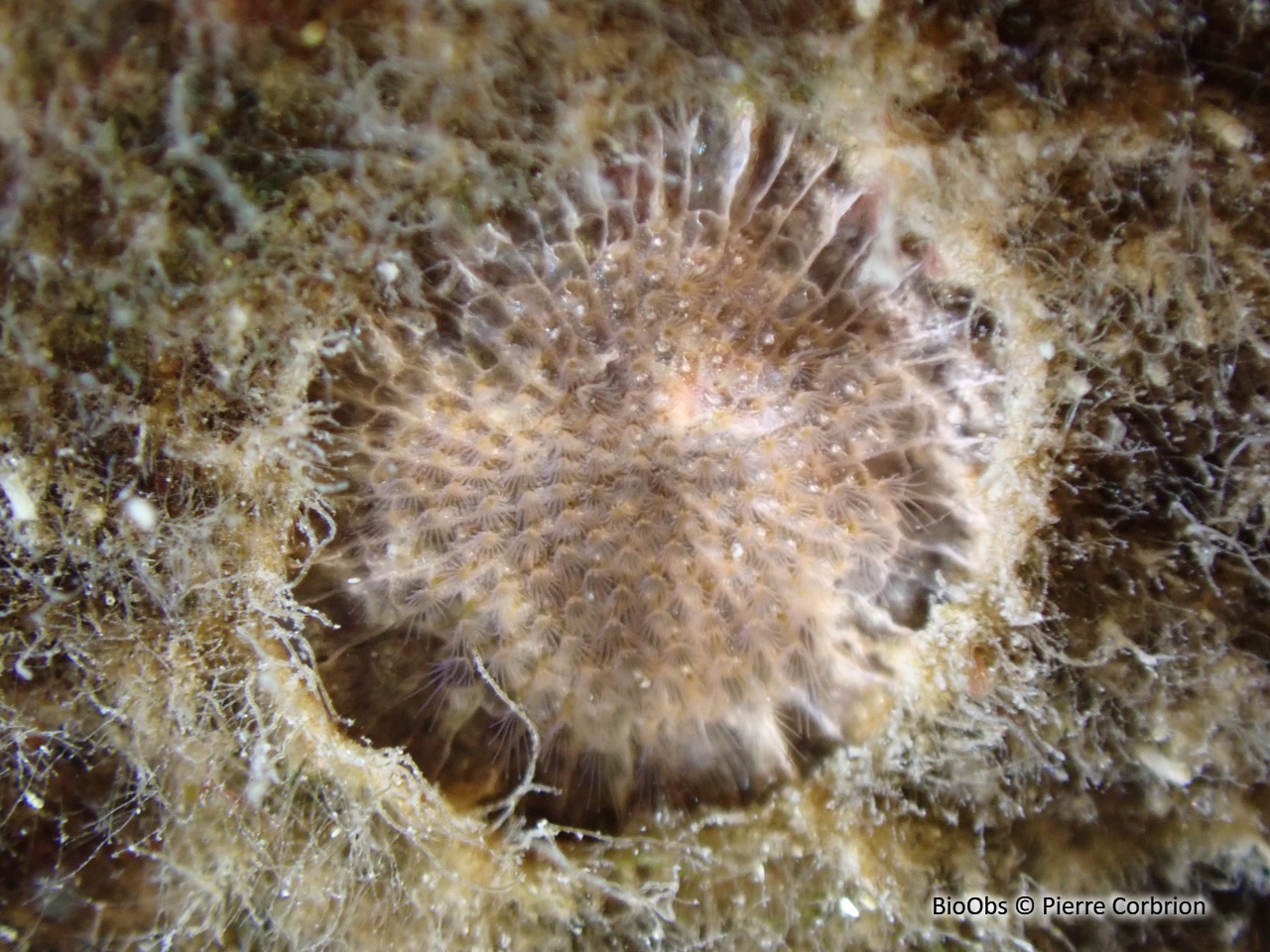 Schizomavelle auriculé - Schizomavella (Schizomavella) auriculata - Pierre Corbrion - BioObs