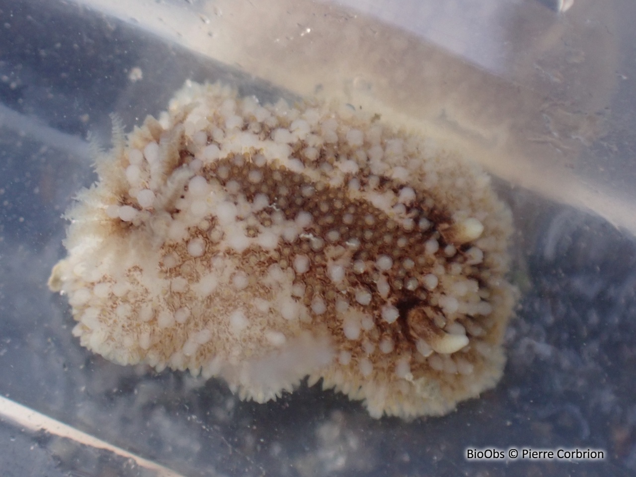 Doris fer-à-cheval - Onchidoris bilamellata - Pierre Corbrion - BioObs