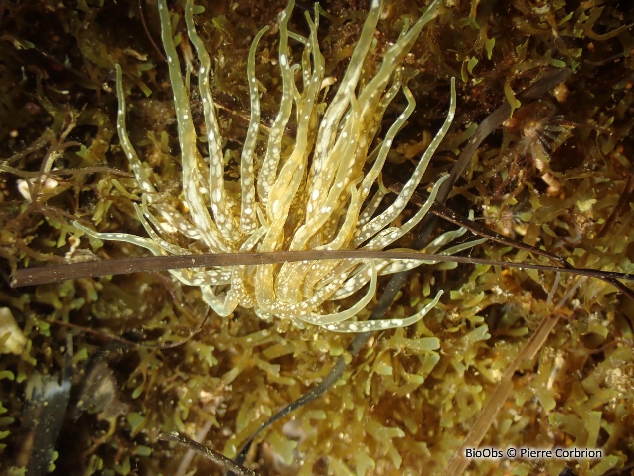 Anémone des posidonies - Paranemonia cinerea - Pierre Corbrion - BioObs