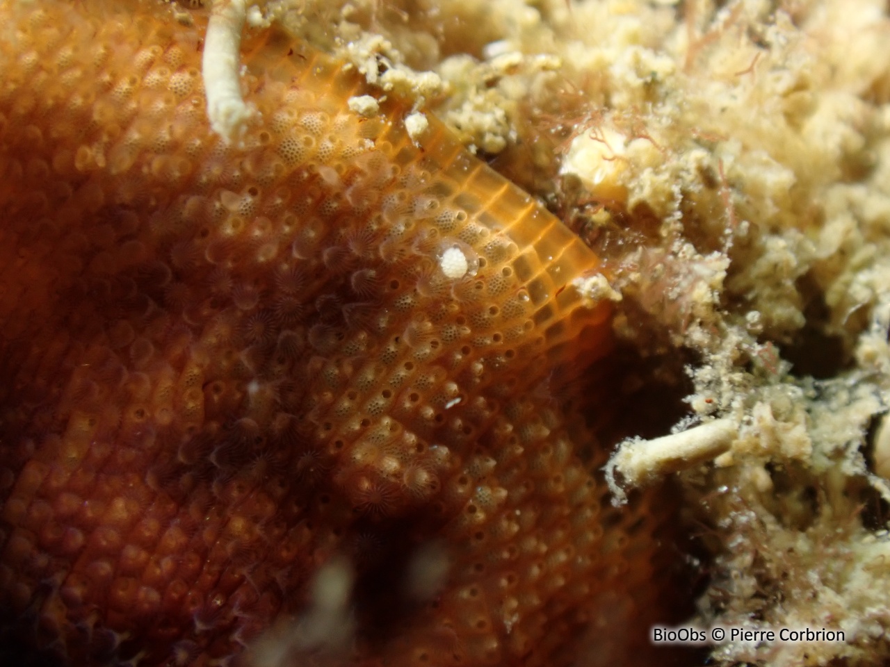 Schizoporella orange - Schizoporella dunkeri - Pierre Corbrion - BioObs