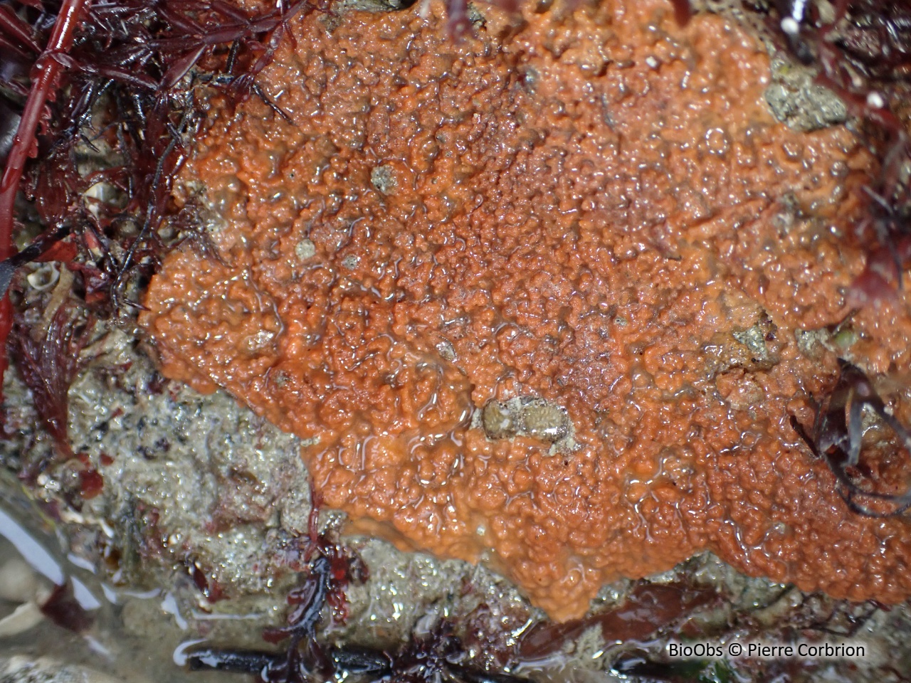 Phorbas velouté - Phorbas plumosus - Pierre Corbrion - BioObs