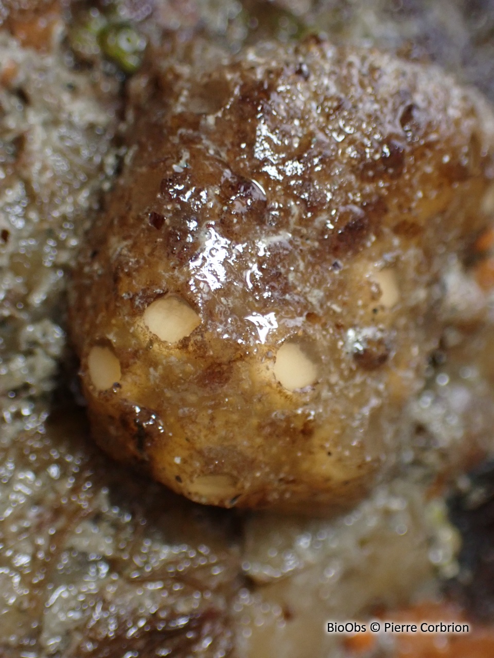 Couille d âne - Polyclinum aurantium - Pierre Corbrion - BioObs