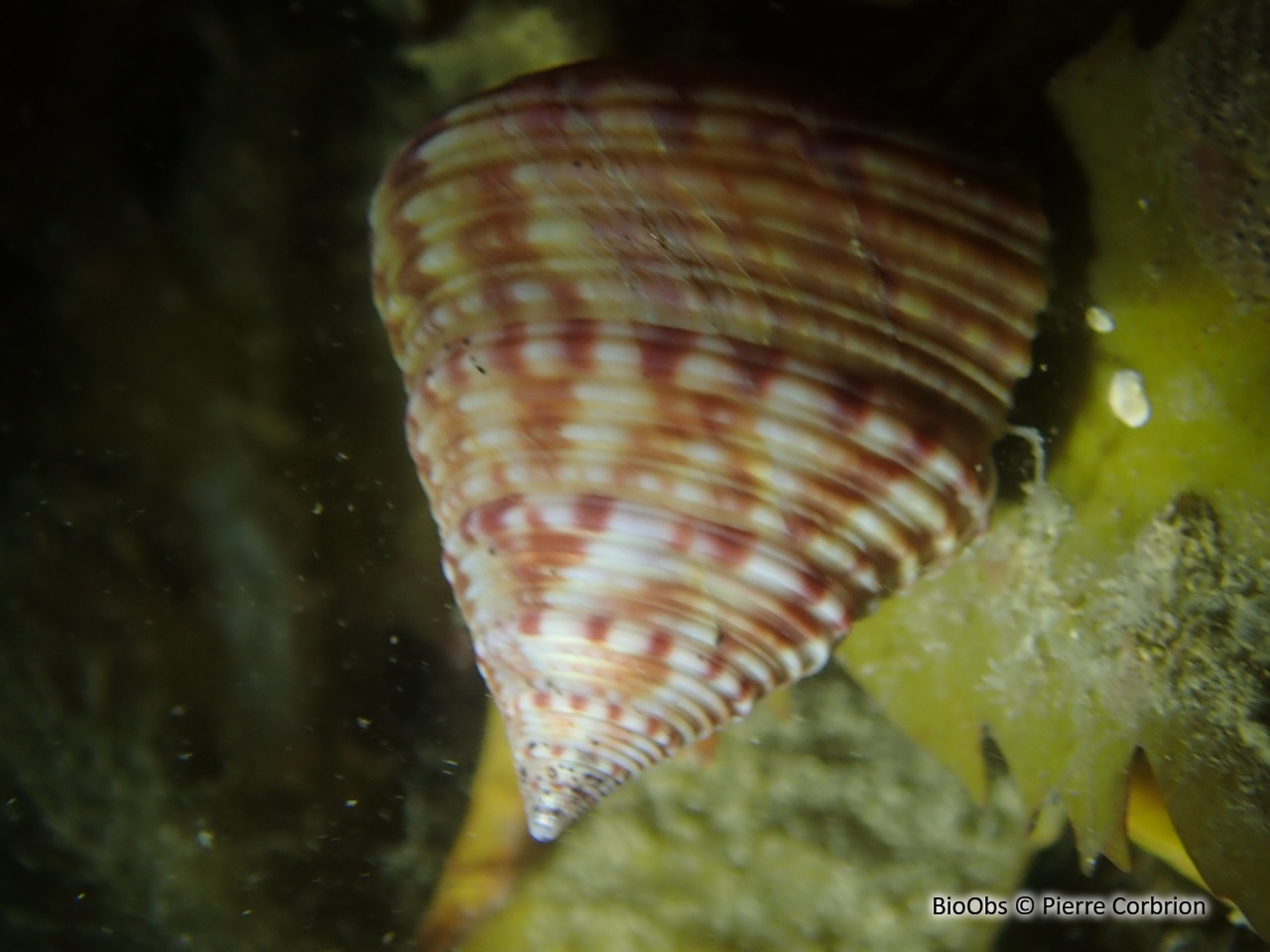 Troque jujube - Calliostoma zizyphinum - Pierre Corbrion - BioObs