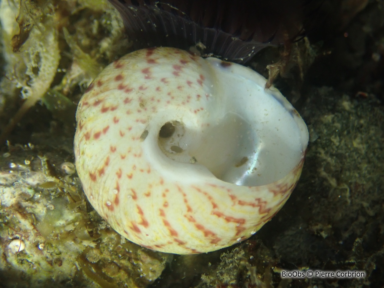 Gibbule mage - Gibbula magus - Pierre Corbrion - BioObs