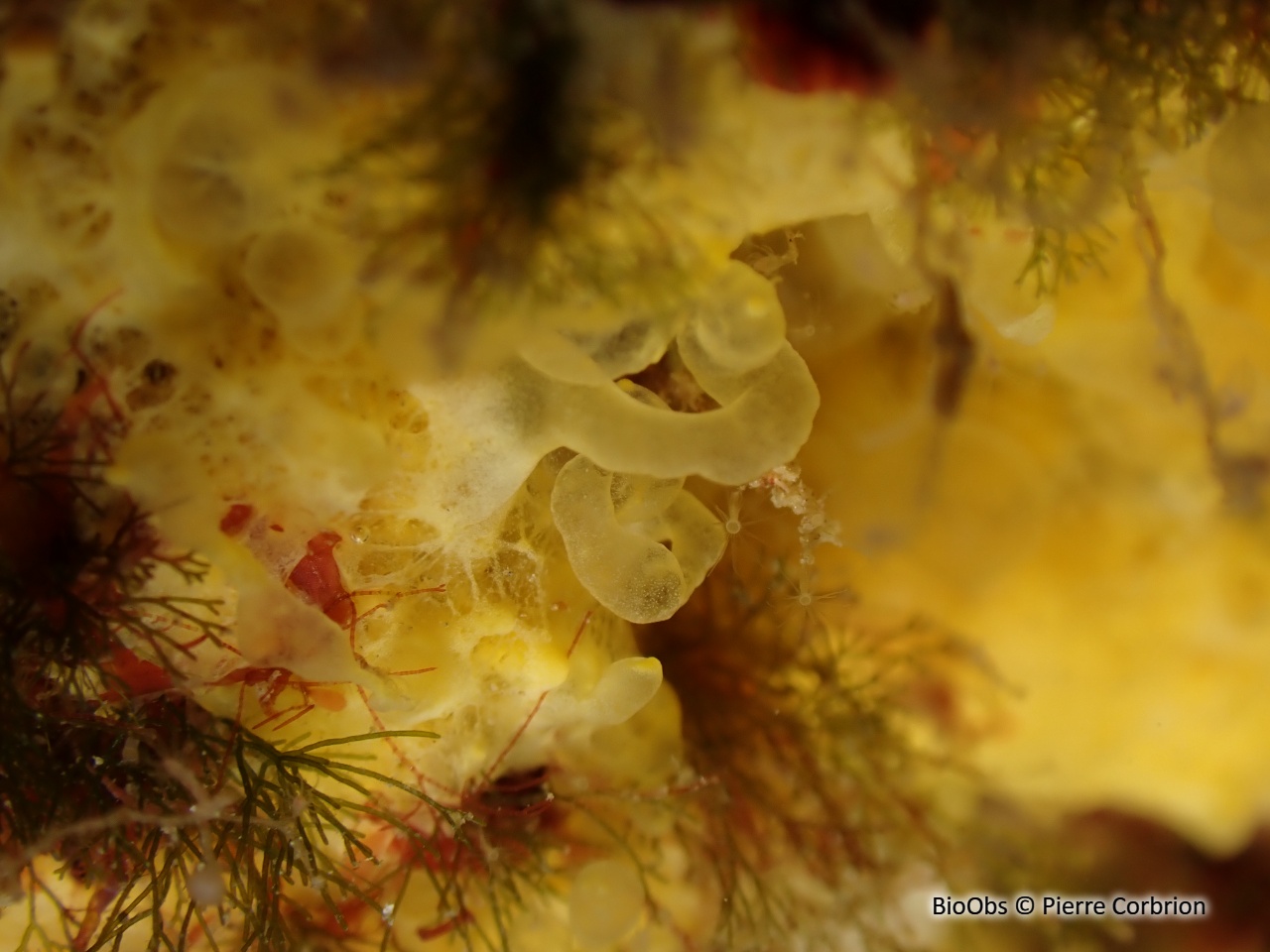 Eponge jaune crémeux à bulles - Prosuberites longispinus - Pierre Corbrion - BioObs