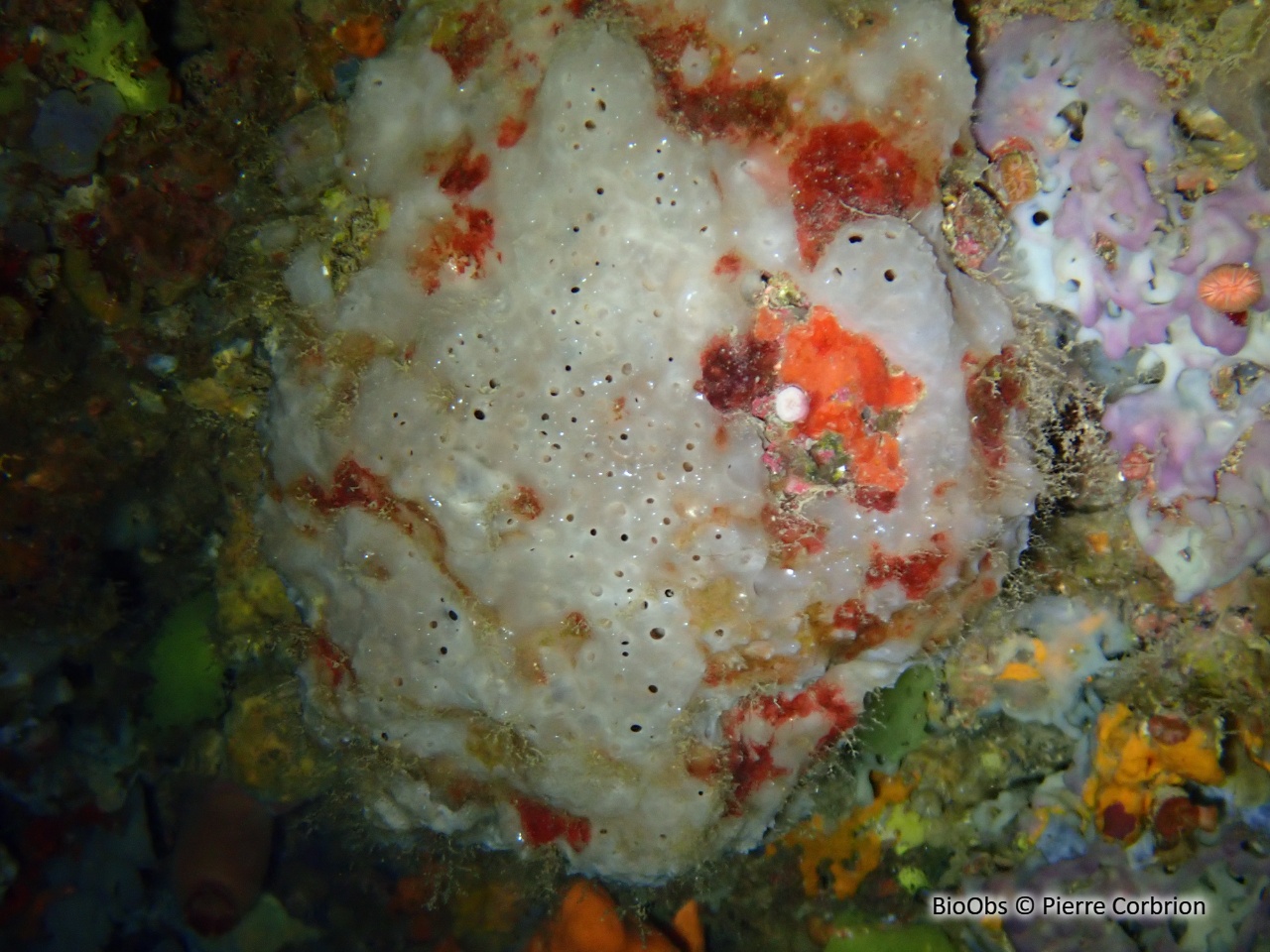 Eponge commune - Hippospongia communis - Pierre Corbrion - BioObs