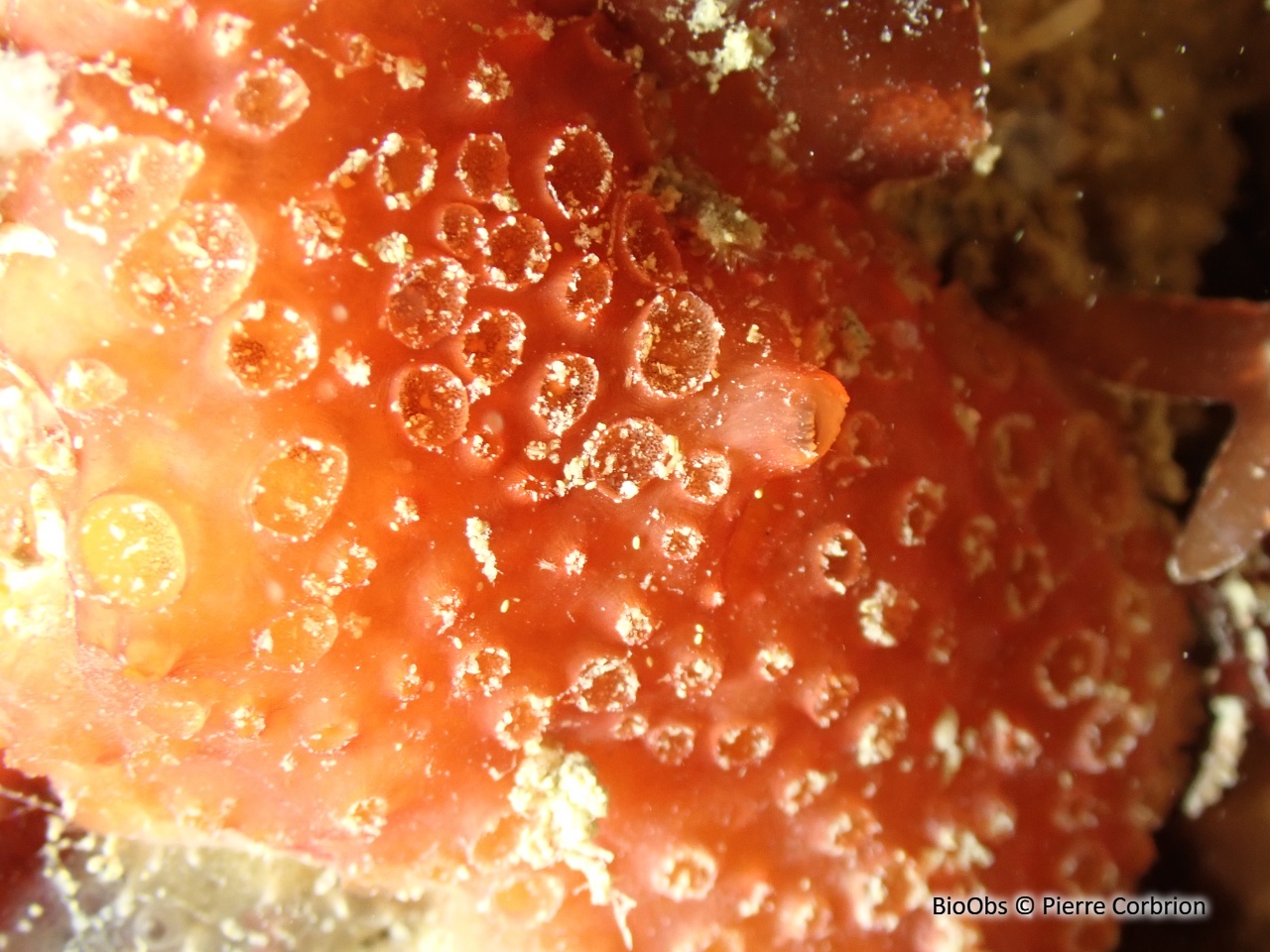 Eponge nid d'abeille - Phorbas fictitius - Pierre Corbrion - BioObs