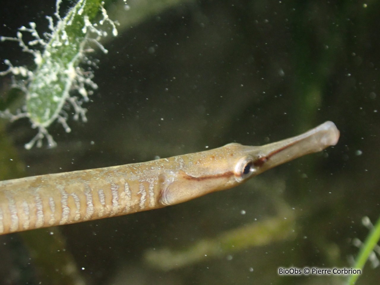 Entélure - Entelurus aequoreus - Pierre Corbrion - BioObs