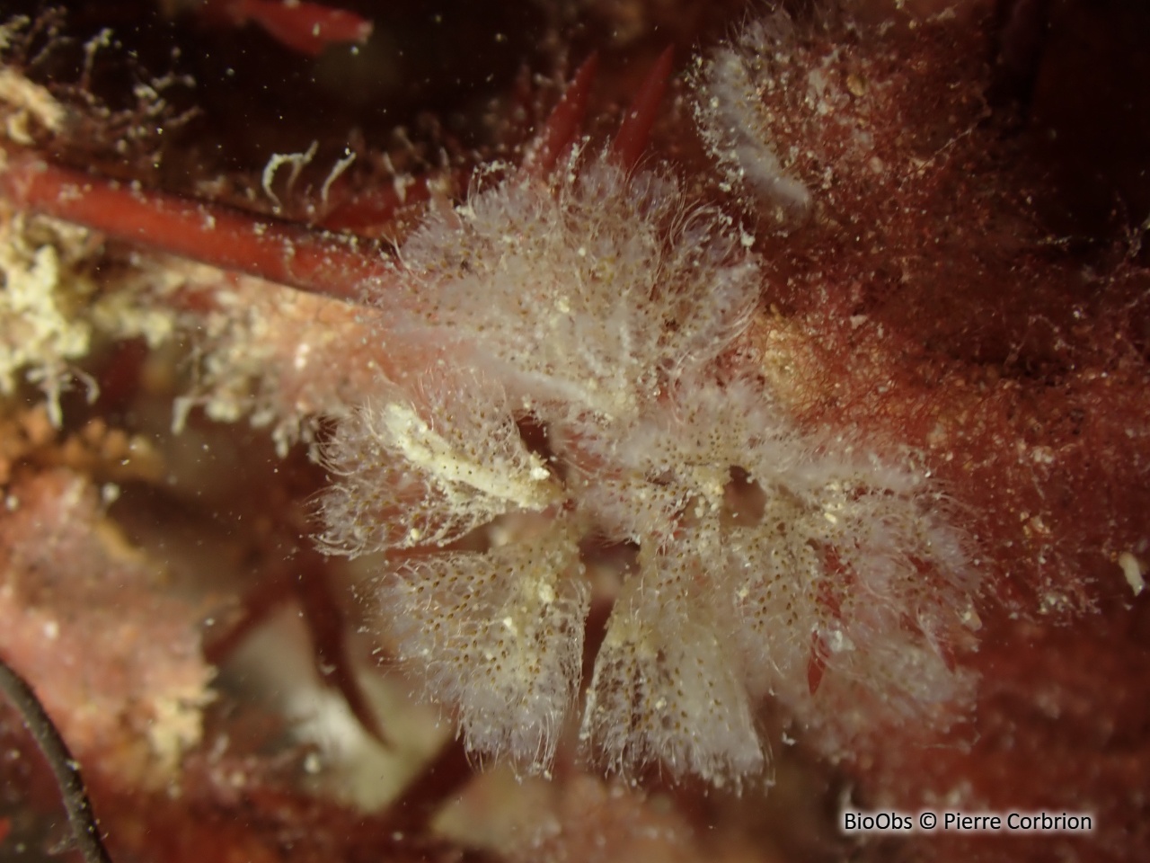 Bryozoaire flocon blanc - Bicellariella ciliata - Pierre Corbrion - BioObs