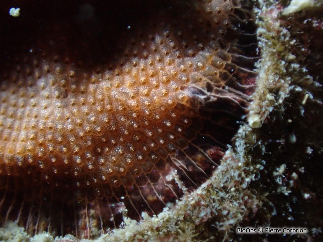 Schizomavelle auriculé - Schizomavella (Schizomavella) auriculata - Pierre Corbrion - BioObs