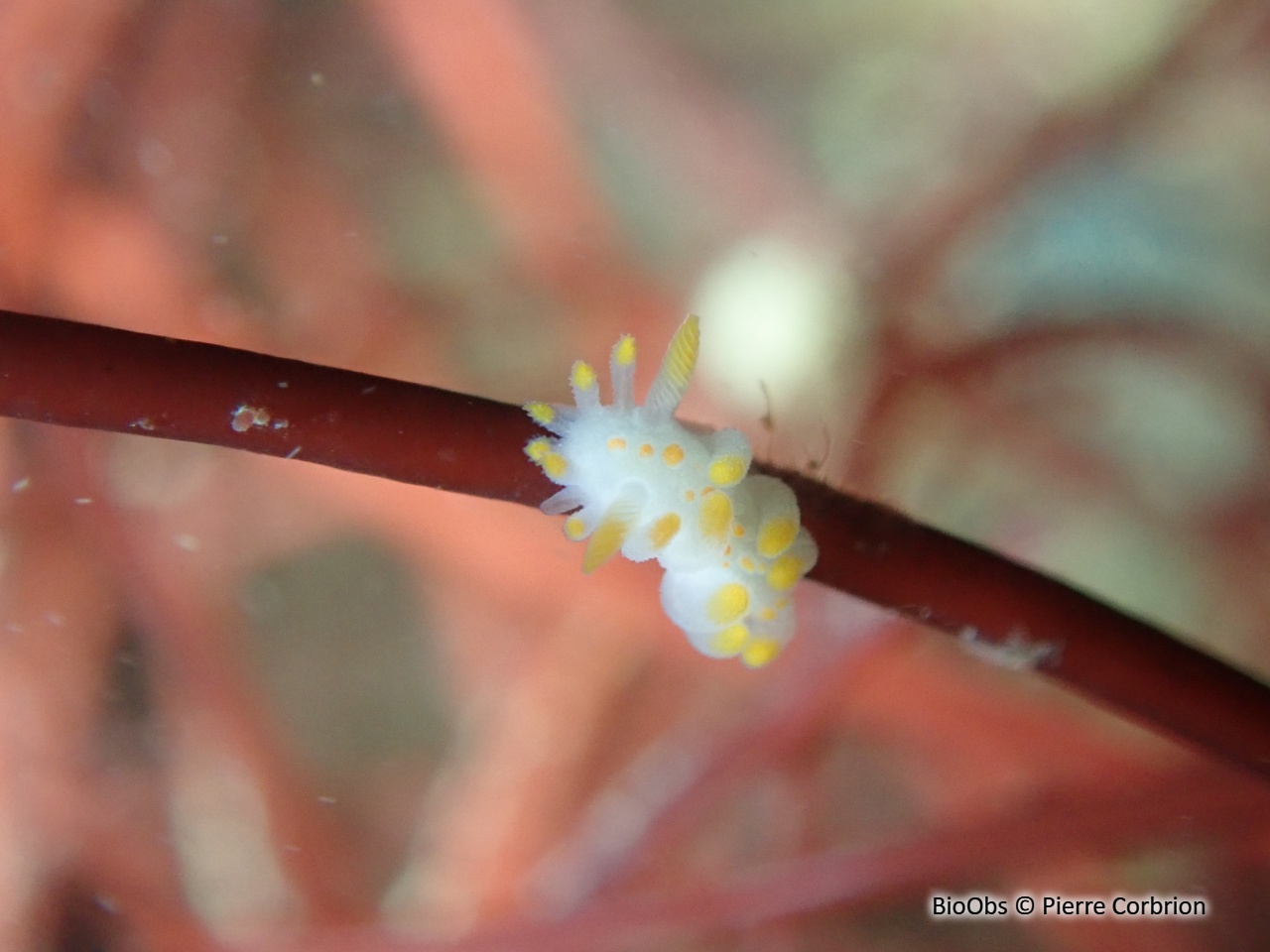 Limacia clavigère - Limacia clavigera - Pierre Corbrion - BioObs