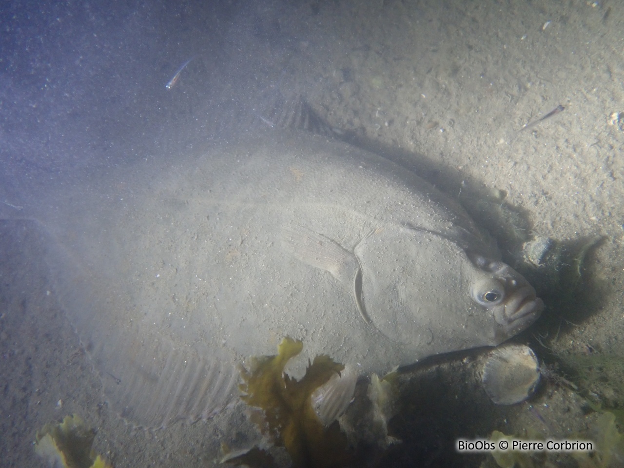 Flet - Platichthys flesus - Pierre Corbrion - BioObs