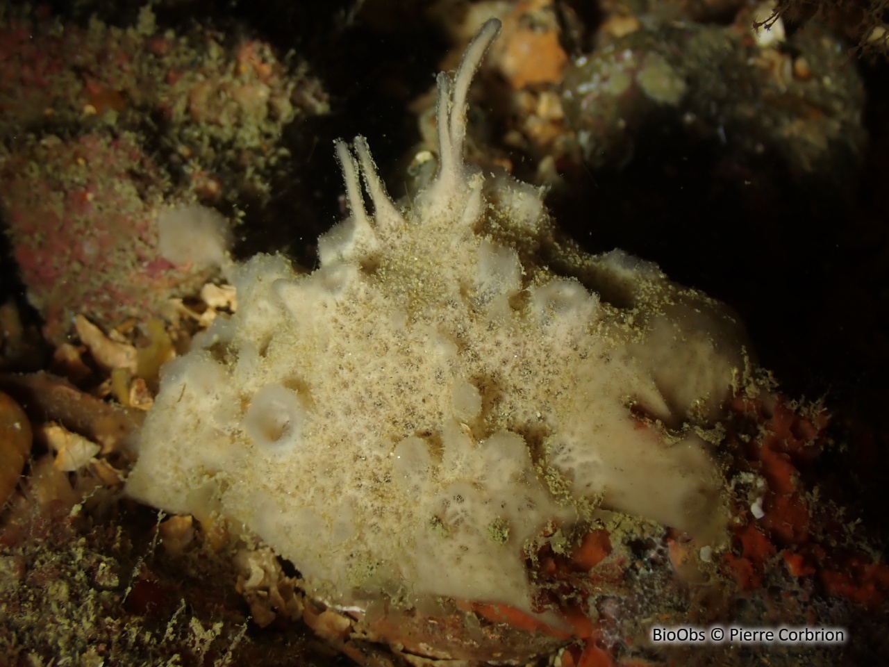 Eponge fistuleuse - Haliclona (Halichoclona) fistulosa - Pierre Corbrion - BioObs