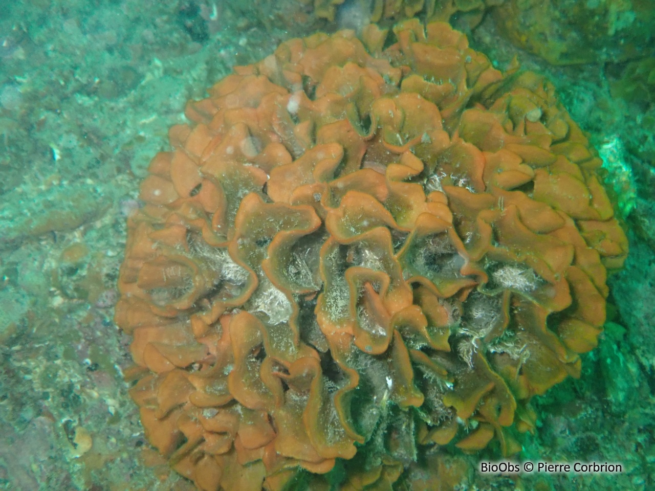 Rose de mer atlantique - Pentapora foliacea - Pierre Corbrion - BioObs