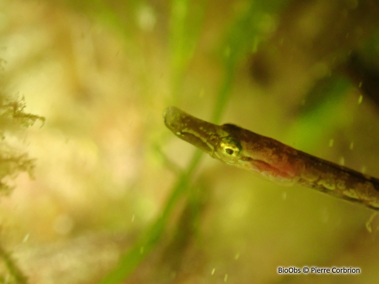 Nérophis à nez droit - Nerophis ophidion - Pierre Corbrion - BioObs
