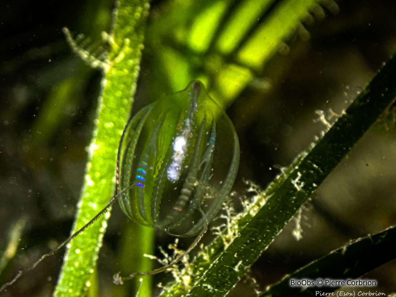 Groseille de mer - Pleurobrachia pileus - Pierre Corbrion - BioObs