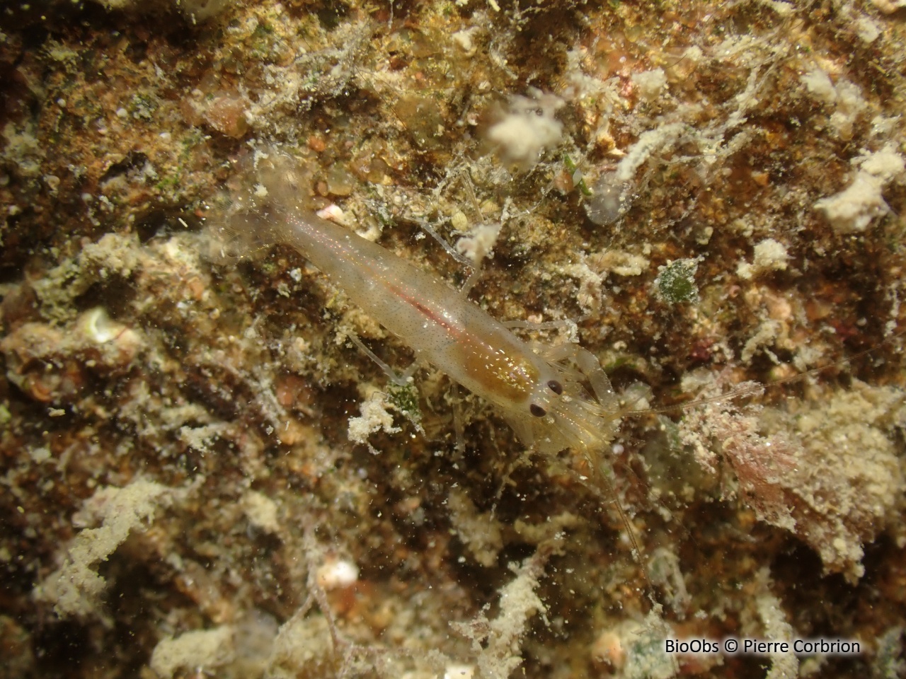 Crevette à capuchon - Athanas nitescens - Pierre Corbrion - BioObs