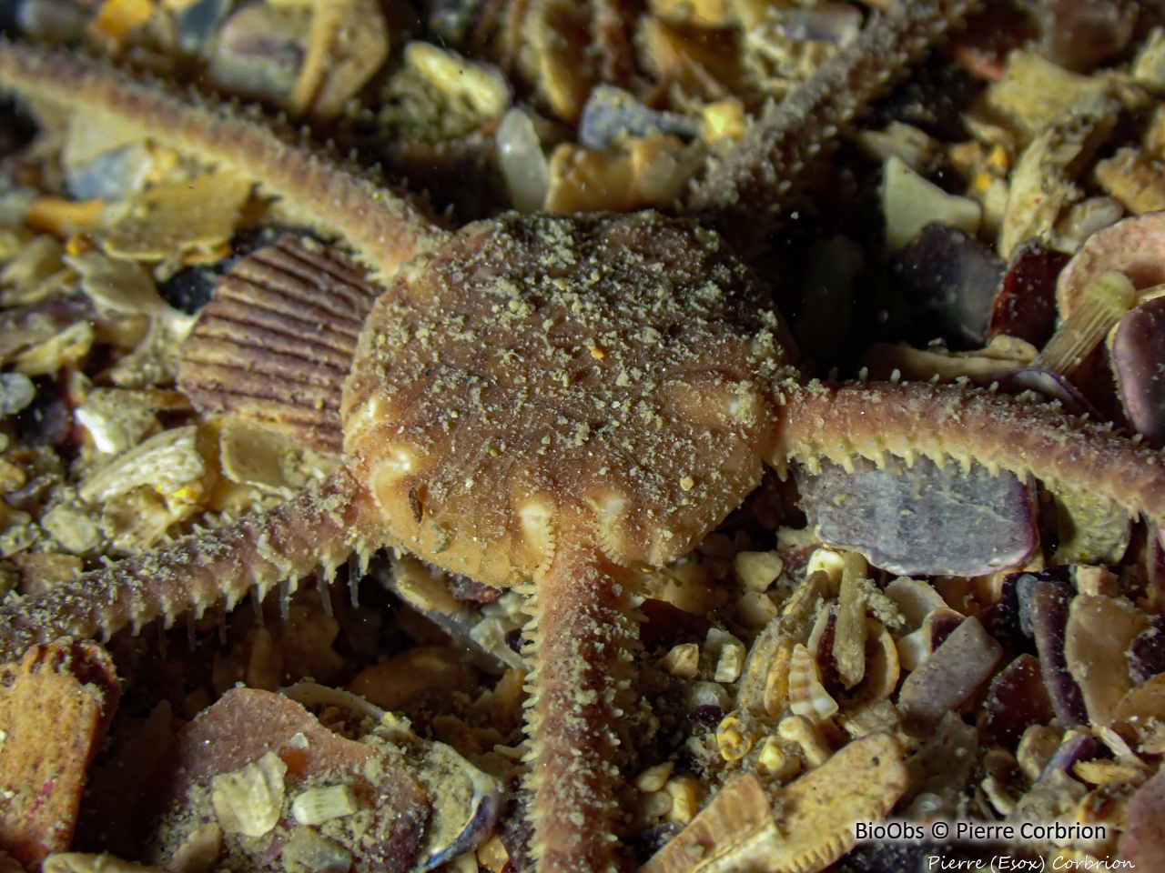Ophiure blanche - Ophiura albida - Pierre Corbrion - BioObs