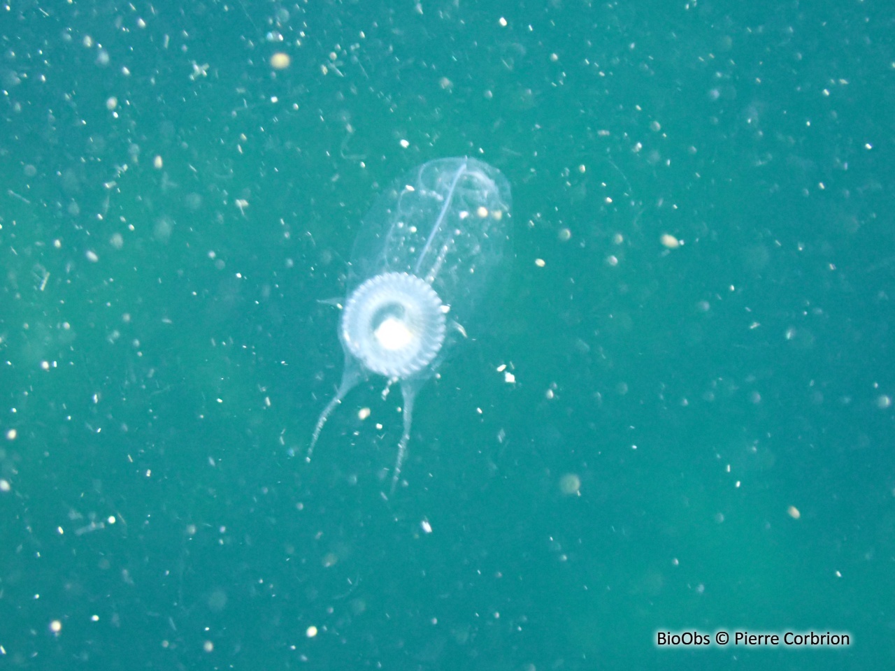 Salpe démocratique - Thalia democratica - Pierre Corbrion - BioObs