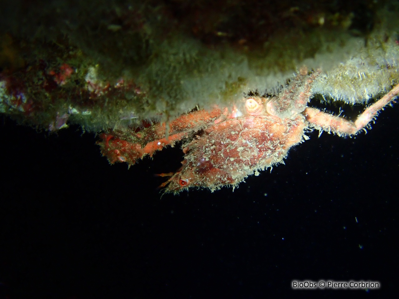 Araignée de mer ridée - Herbstia condyliata - Pierre Corbrion - BioObs