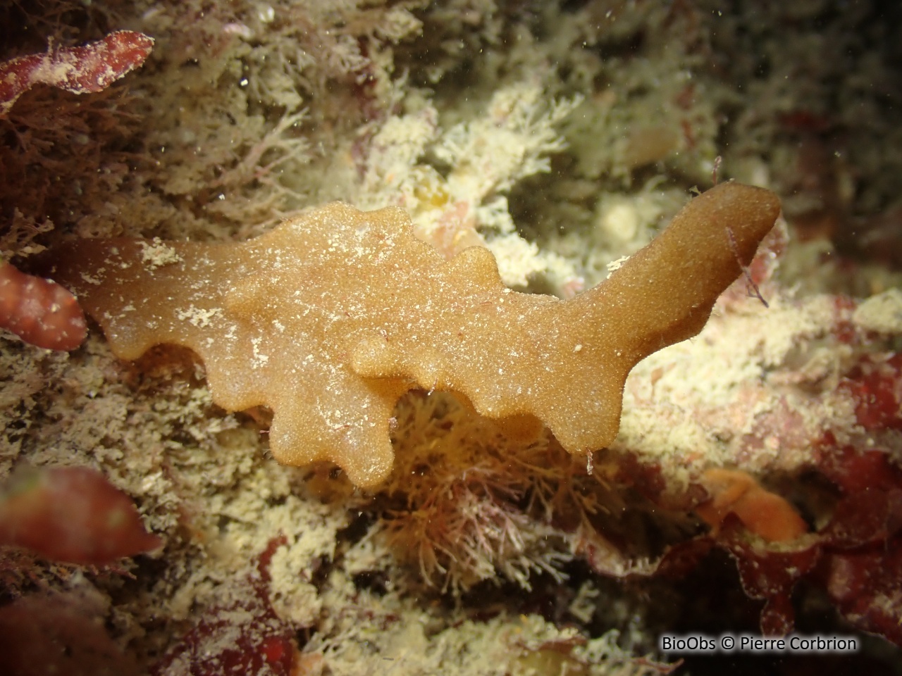 Doigts de feu - Alcyonidium sp. - Pierre Corbrion - BioObs