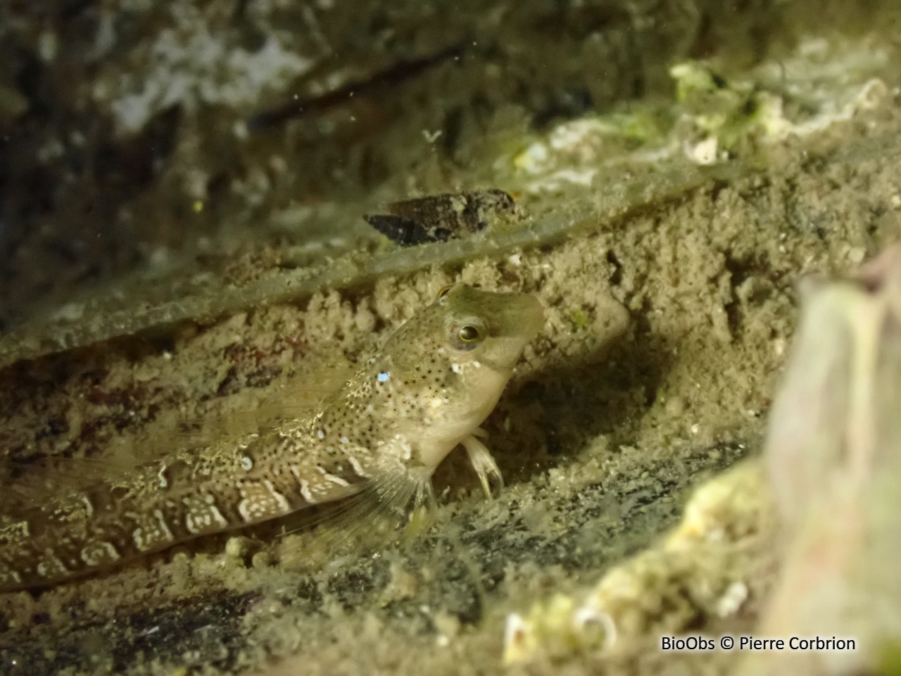 Blennie dalmate - Microlipophrys dalmatinus - Pierre Corbrion - BioObs