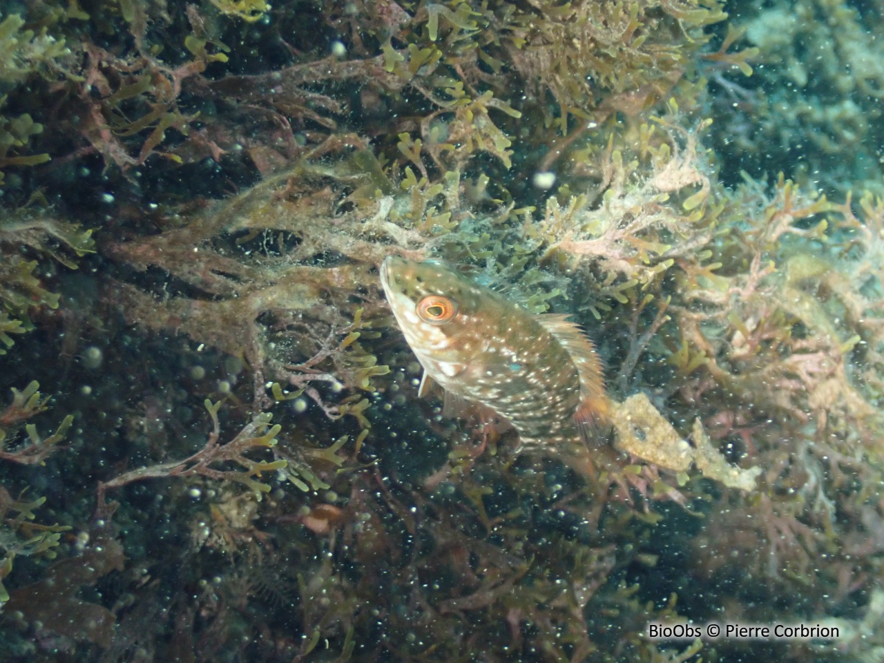 Labre vert - Labrus viridis - Pierre Corbrion - BioObs