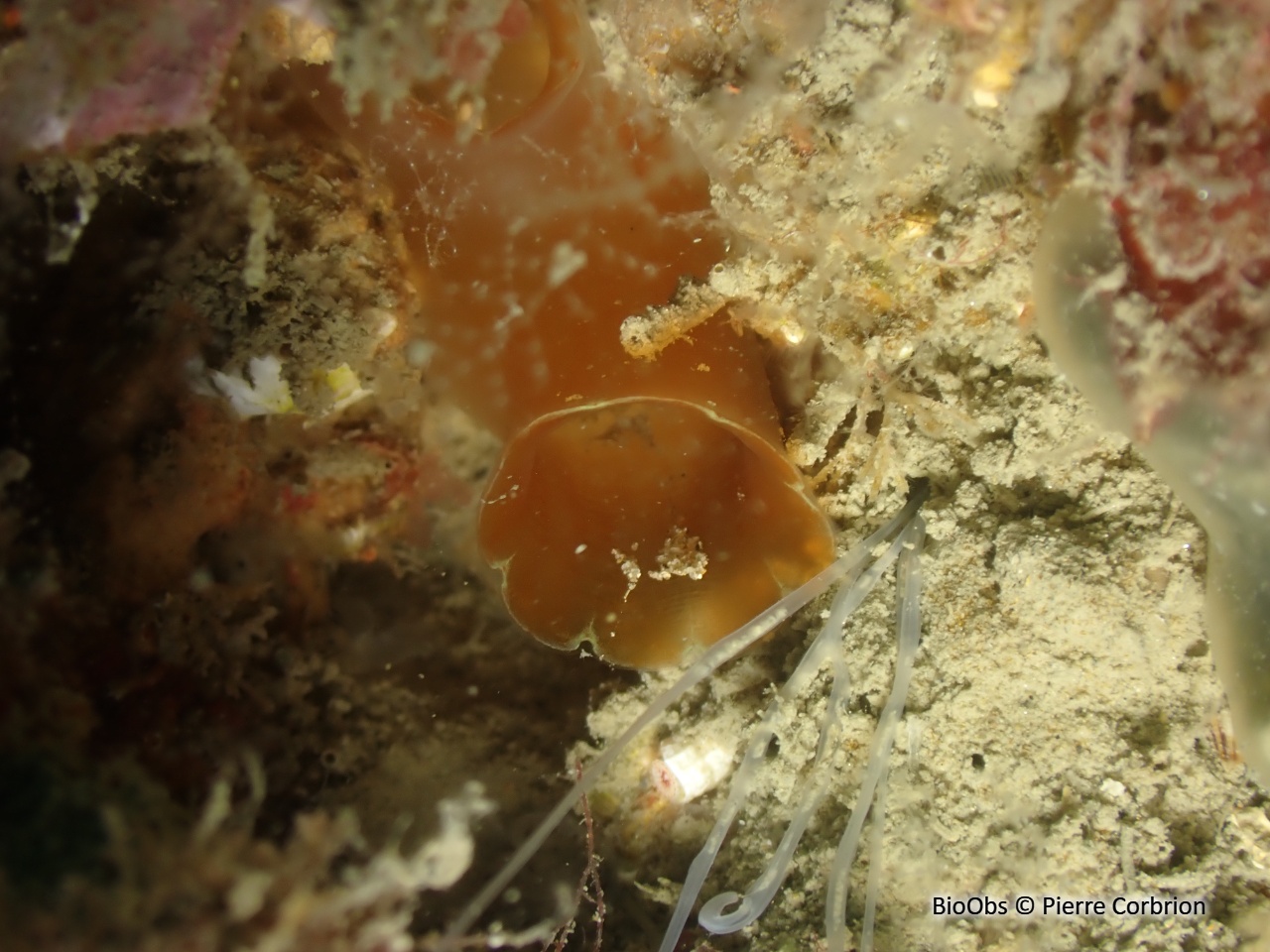Cione rouge de Roule - Ciona roulei - Pierre Corbrion - BioObs