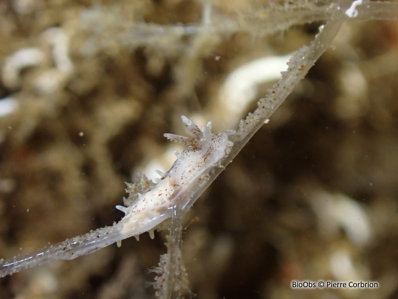 Okénia tachetée - Bermudella polycerelloide - Pierre Corbrion - BioObs