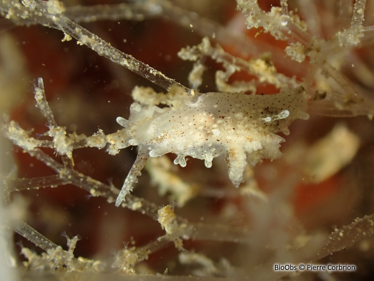 Okénia tachetée - Bermudella polycerelloide - Pierre Corbrion - BioObs
