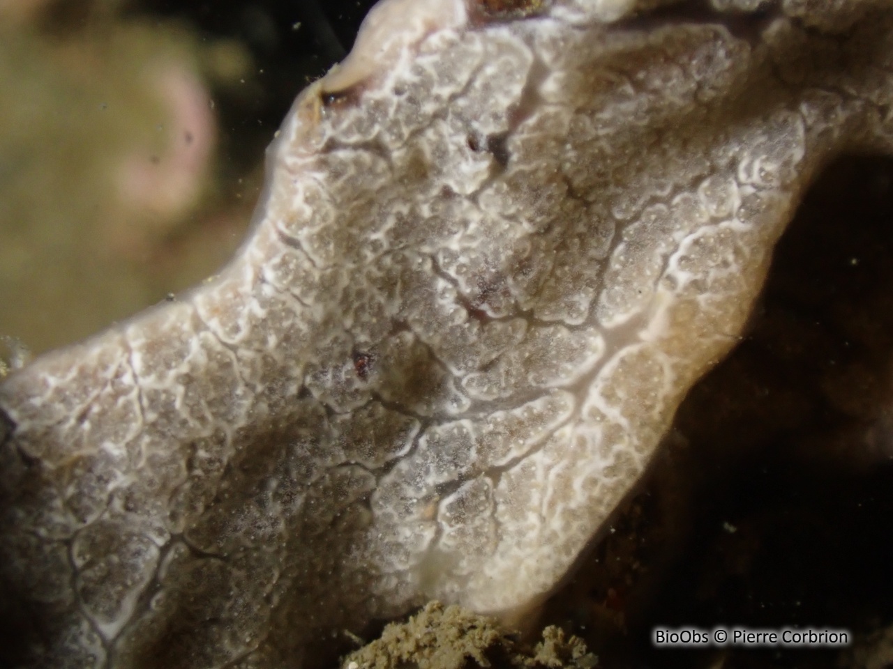 Didemne de Lahille - Didemnum lahillei - Pierre Corbrion - BioObs