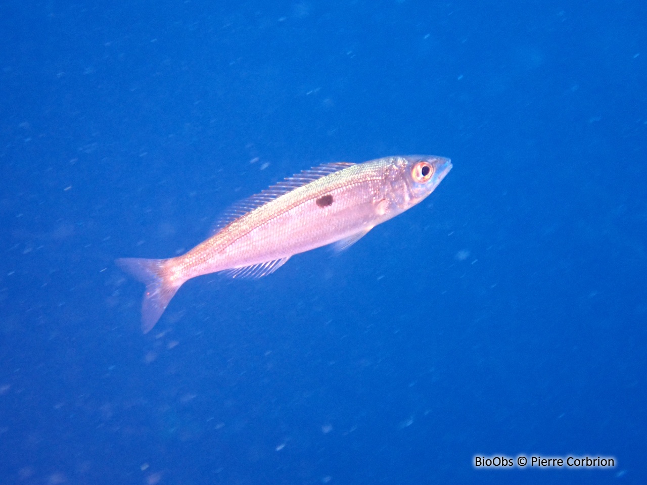 Picarel - Spicara smaris - Pierre Corbrion - BioObs