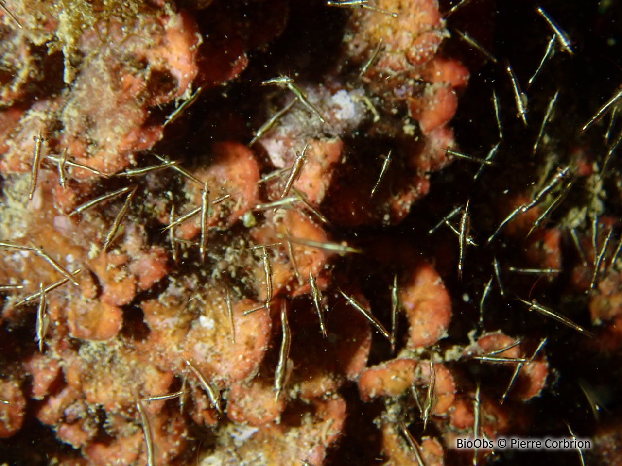 Crevette pélagique - Leptomysis mediterranea - Pierre Corbrion - BioObs