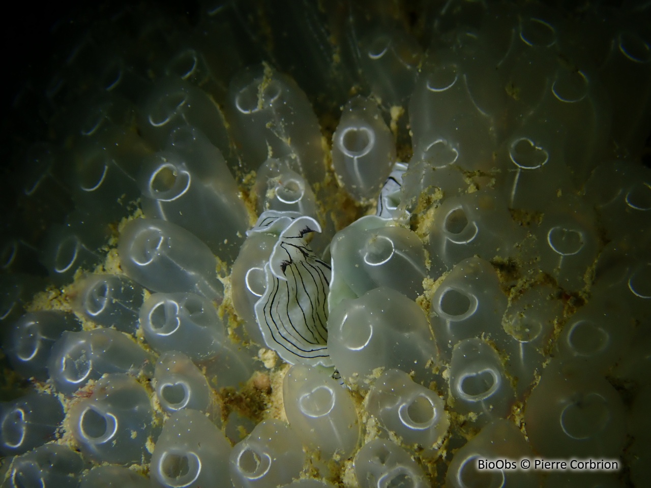 Planaire blanche - Prostheceraeus vittatus - Pierre Corbrion - BioObs