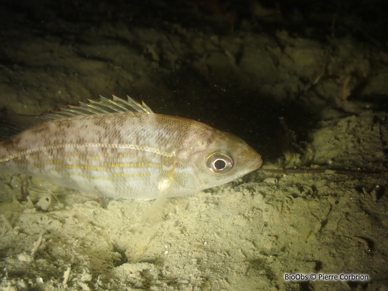 Pageot acarné - Pagellus acarne - Pierre Corbrion - BioObs