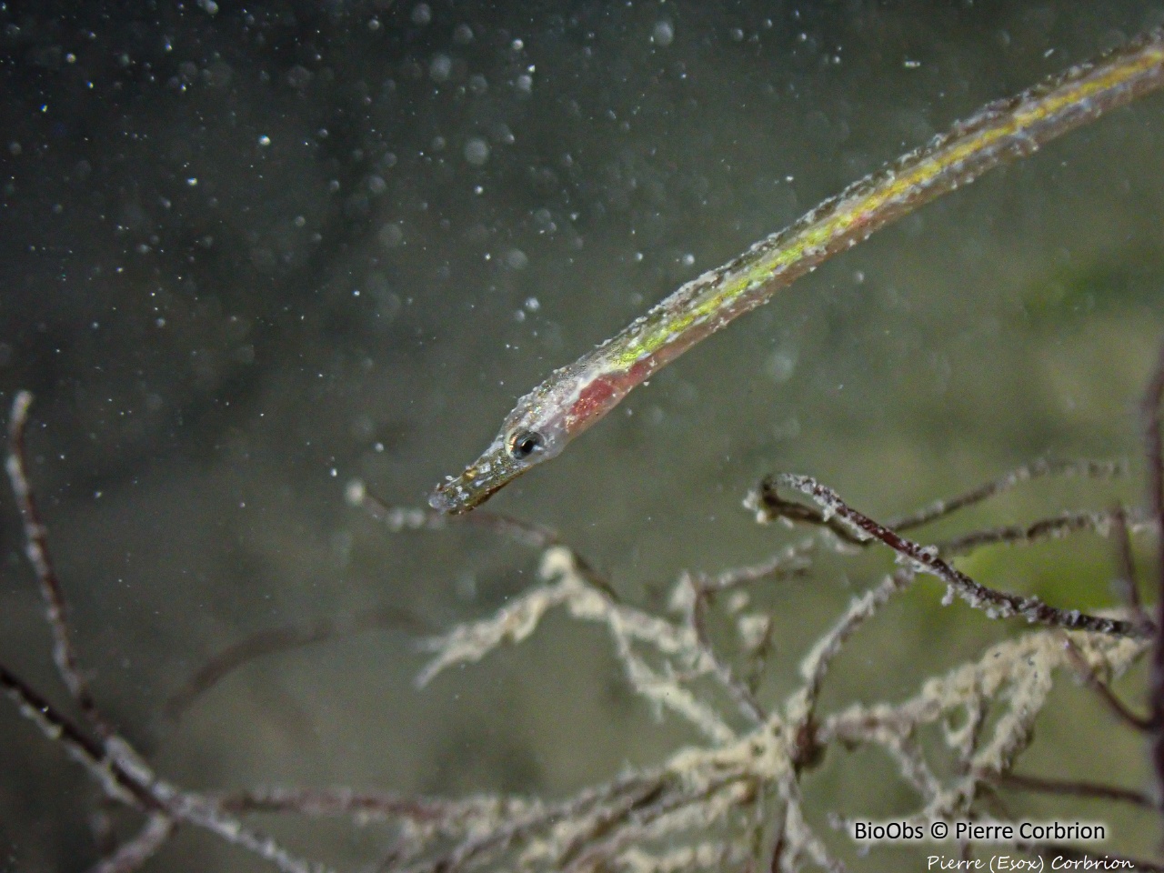 Nérophis à nez droit - Nerophis ophidion - Pierre Corbrion - BioObs