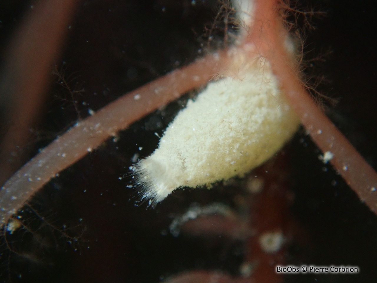 Eponge petit oeuf - Sycon ciliatum - Pierre Corbrion - BioObs
