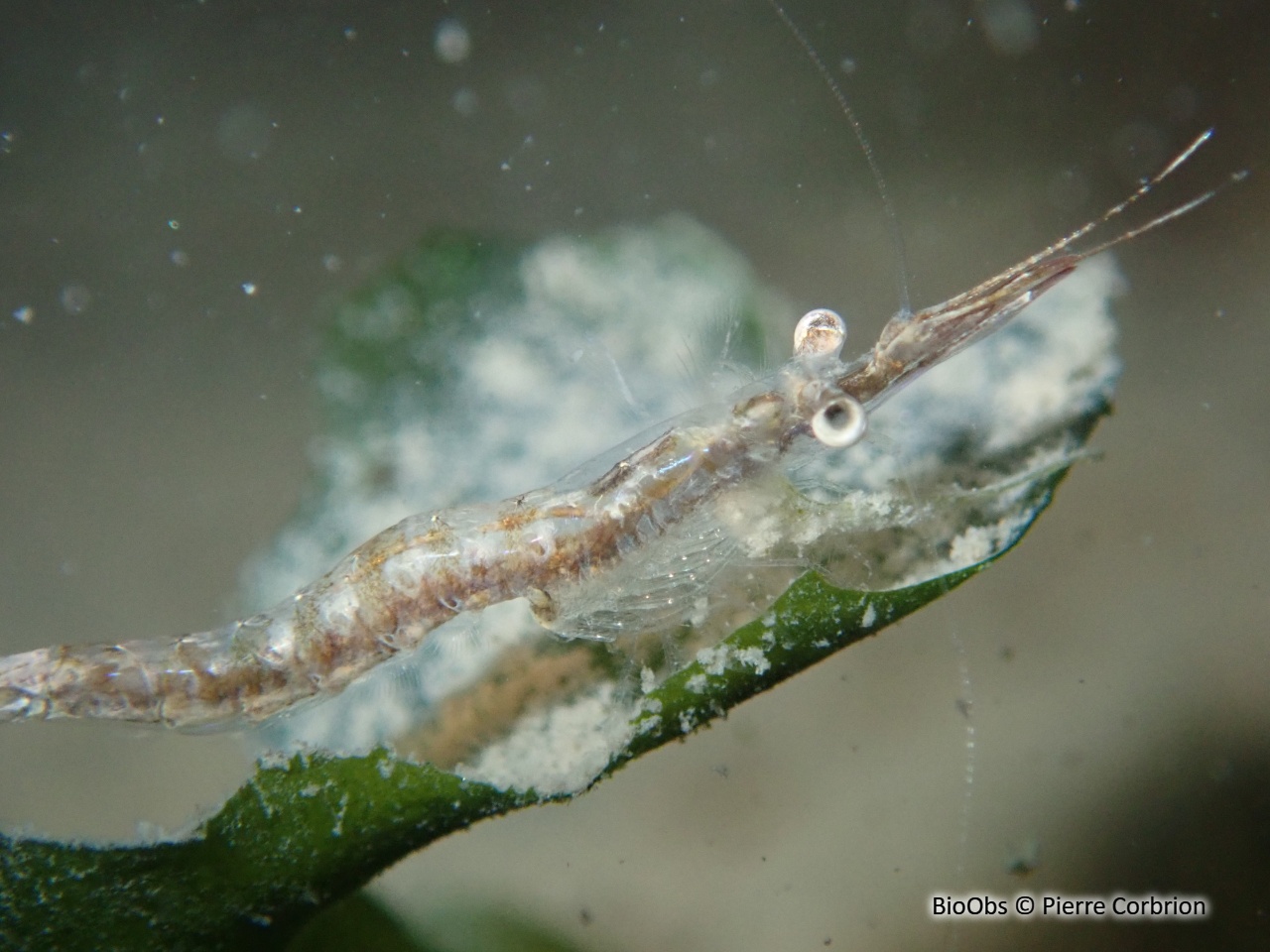 Crevette caméléon de la mer du Nord - Praunus flexuosus - Pierre Corbrion - BioObs