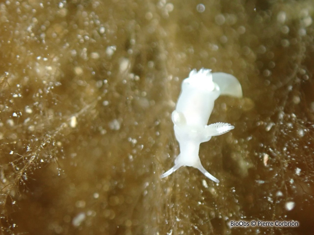 Trapanie blanche - Trapania pallida - Pierre Corbrion - BioObs