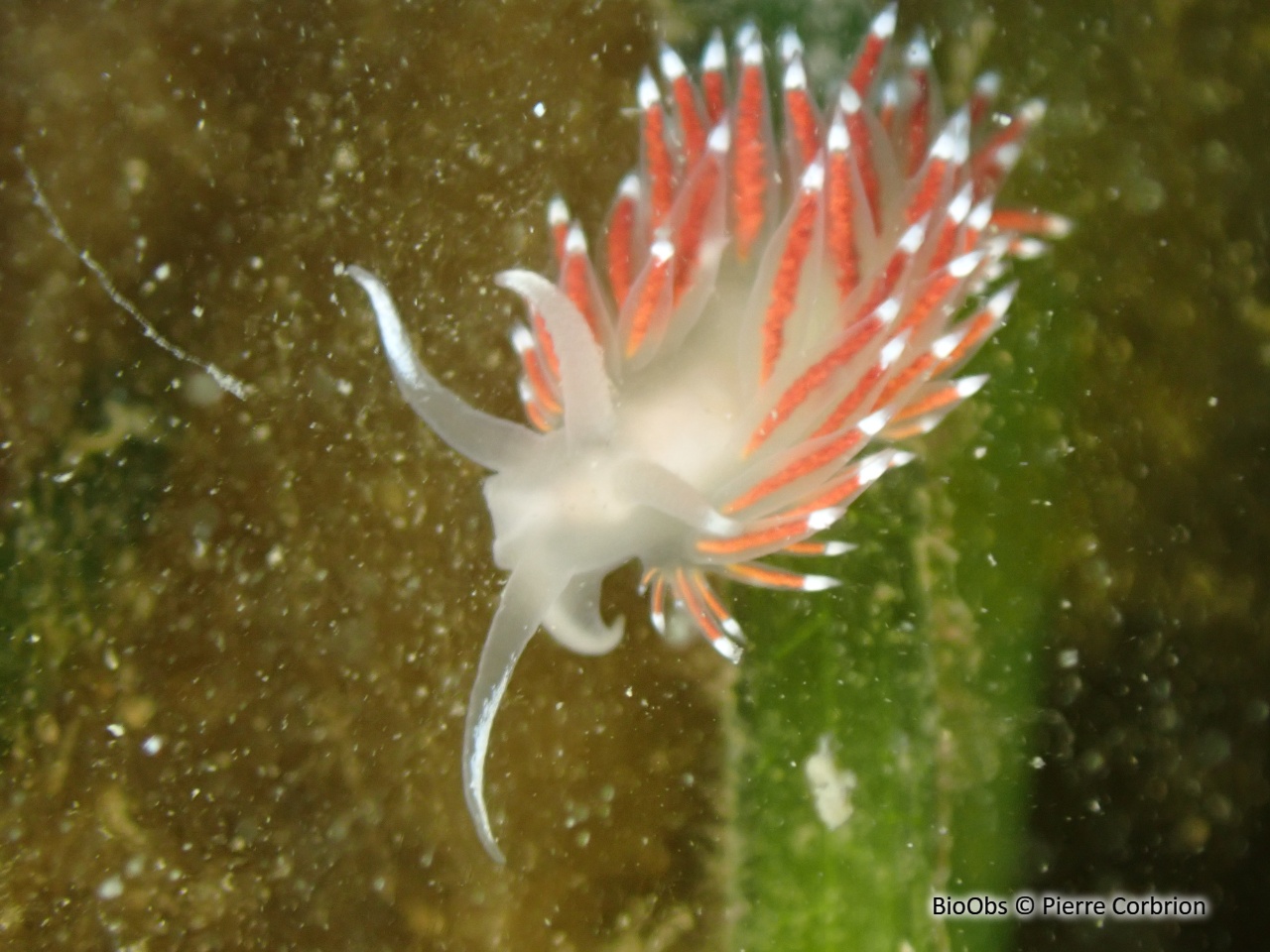 Coryphelle de brown - Coryphella browni - Pierre Corbrion - BioObs