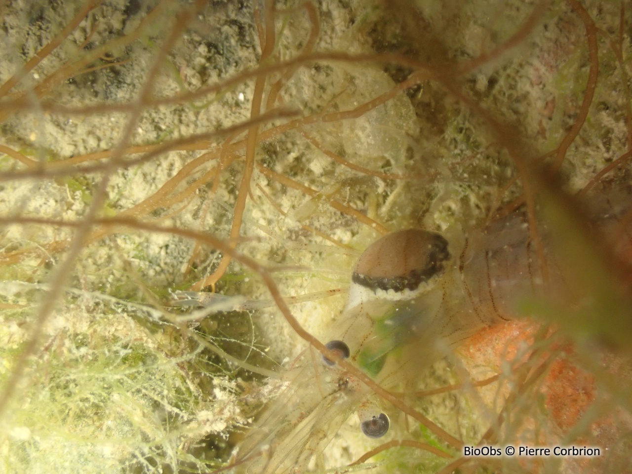 Bopyre des crevettes - Bopyrus squillarum - Pierre Corbrion - BioObs