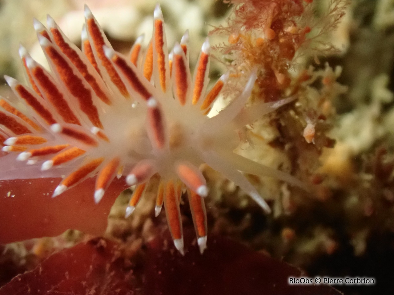 Coryphelle de brown - Coryphella browni - Pierre Corbrion - BioObs