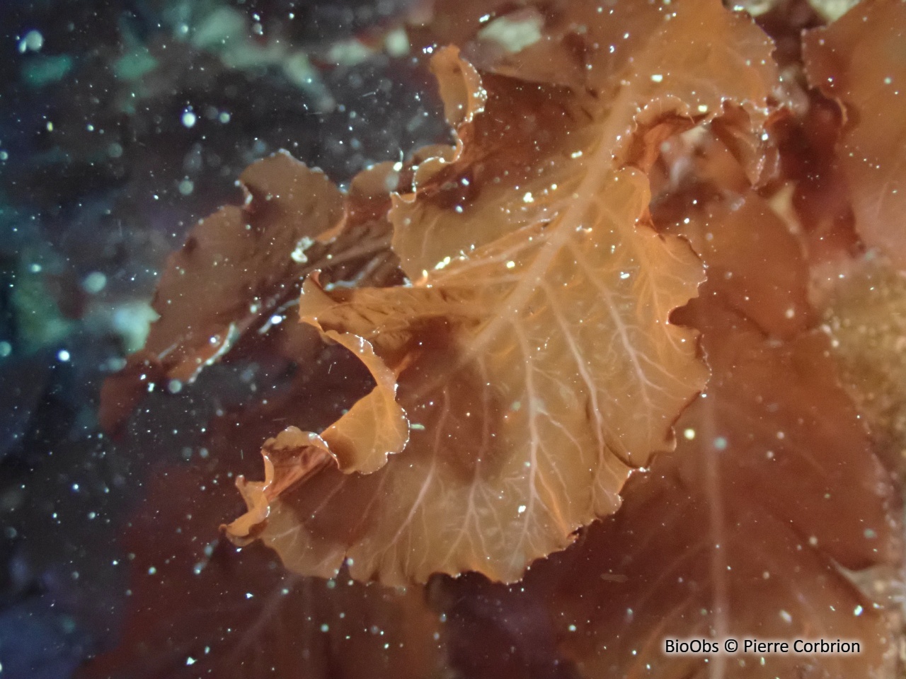 Algue feuille de châtaignier - Delesseria sanguinea - Pierre Corbrion - BioObs