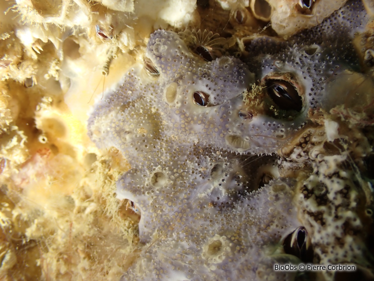 Didemne variable - Didemnum maculosum - Pierre Corbrion - BioObs