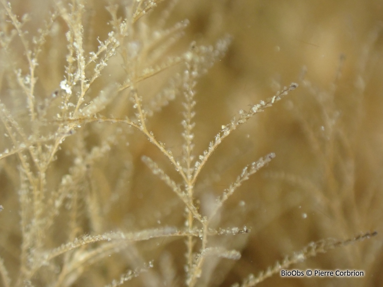 Hydraire chevelu - Amphisbetia operculata - Pierre Corbrion - BioObs